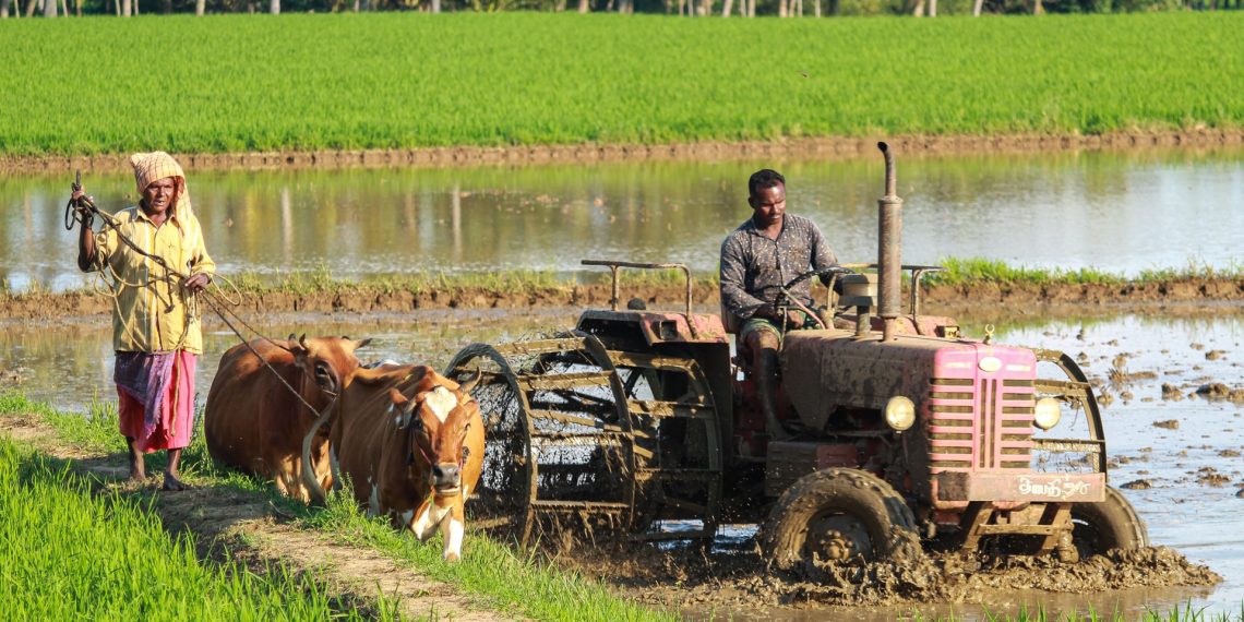 3 Climate-Resilient Food Solutions for Smallholder Farmers