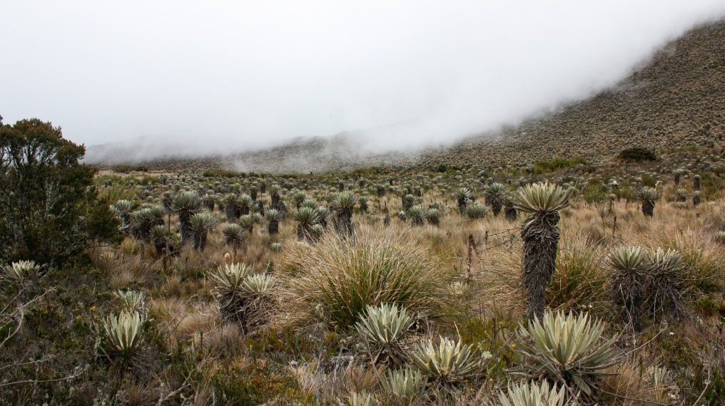 How to Use Forests to Fend Off a Water and Energy Crisis in Colombia