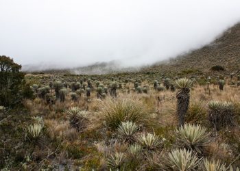 How to Use Forests to Fend Off a Water and Energy Crisis in Colombia