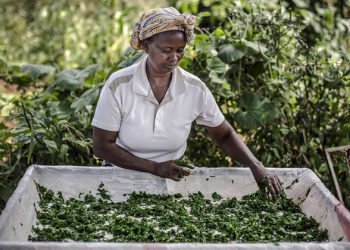 From farm to fork: How food systems can power climate action |