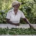 From farm to fork: How food systems can power climate action |