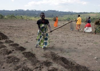 ‘I don’t understand why Africa is still hungry’: UN envoy’s plan to transform food systems for all |