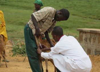 UN report highlights links between ‘unprecedented biodiversity loss’ and spread of disease |