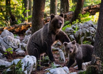 LIVE: UN chief, Prince Charles, join calls for end to biodiversity destruction |
