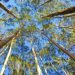 The Potential of Eucalyptus for Biomass