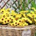 Handwoven Straw Planter Baskets: A Greener Planting Option