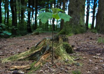 Natural Forest Regrowth and Carbon Capture