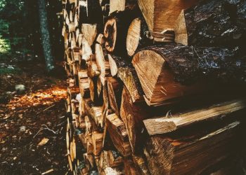 Bringing New Life to Fallen Urban Trees