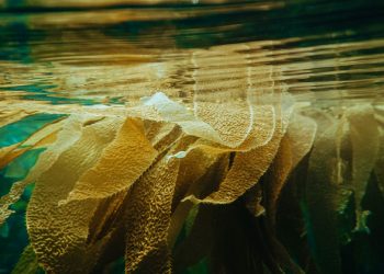 A deep dive into Zero Hunger: the seaweed revolution |