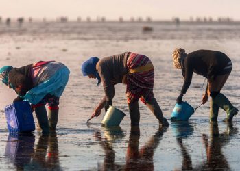 A deep dive into Zero Hunger: farming the seas |