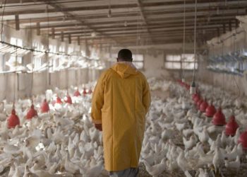 COVID cases surge amid growing threat from antimicrobial resistance – WHO chief  |