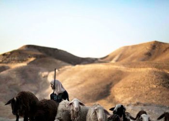Address water scarcity ‘immediately and boldly’, urges UN agriculture agency chief  |