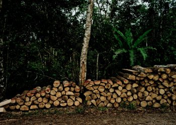 Progress Must Speed Up to Protect and Restore Forests by 2030
