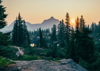 3 Ways President Biden and Congress Can Restore US Forests