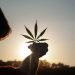 UN commission reclassifies cannabis, no longer considered risky narcotic |