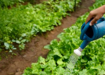 Contribution of life in soil ‘remains largely underestimated’, says UN agriculture agency  |