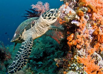 World could lose coral reefs by end of century, UN environment report warns |