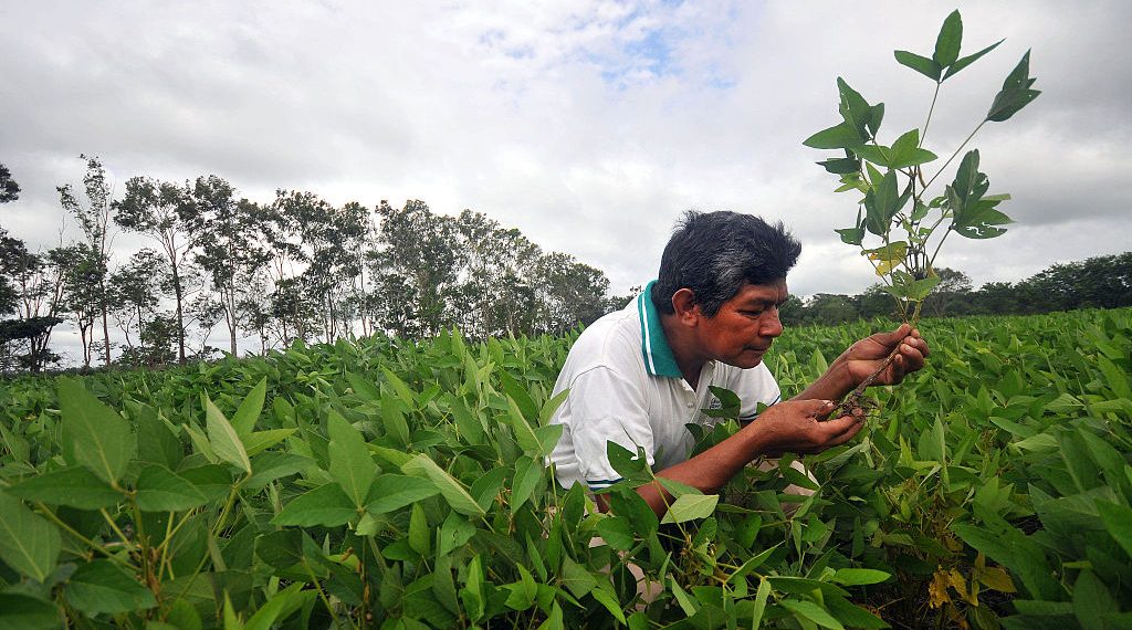 China Can Save Forests While Strengthening Its Economic Resilience