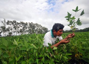 China Can Save Forests While Strengthening Its Economic Resilience