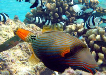 FROM THE FIELD: Mapping coral reefs from space |