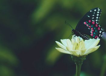 COVID-19 recovery offers ‘chance to change course’, Guterres tells One Planet Summit |