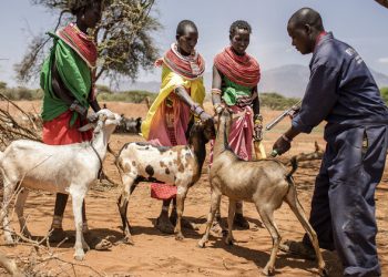 UN reports major progress towards eradicating sheep and goat plague |