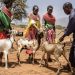 UN reports major progress towards eradicating sheep and goat plague |