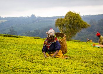 Step up action and adapt to ‘new climate reality’, UN environment report urges |