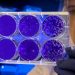 Follow the science: UN plans for a stronger pandemic recovery |