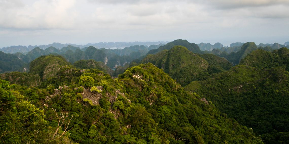 Quantifying Carbon Fluxes in the World’s Forests