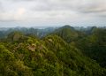 Quantifying Carbon Fluxes in the World’s Forests