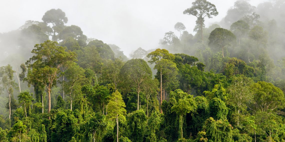 Home | Global Forest Review