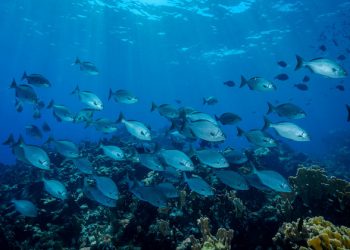 ‘Make peace with nature’, UN chief urges at Ocean Decade launch |