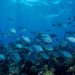 ‘Make peace with nature’, UN chief urges at Ocean Decade launch |