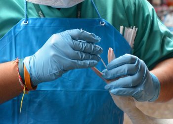 Strengthen ‘One Health approach’ to prevent future pandemics – WHO chief |