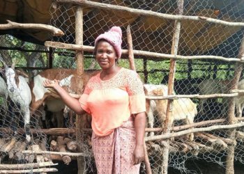 FROM THE FIELD: The goats helping Zambians to reach economic independence |