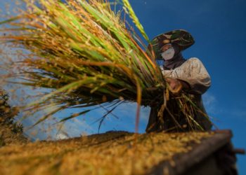 2021: Critical year to ‘reset our relationship with nature’ – UN chief  |