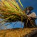 2021: Critical year to ‘reset our relationship with nature’ – UN chief  |