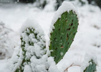Polar vortex responsible for Texas deep freeze, warm Arctic temperatures |