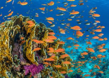 Biodiversity at risk, threatens human survival, UN forum hears  |