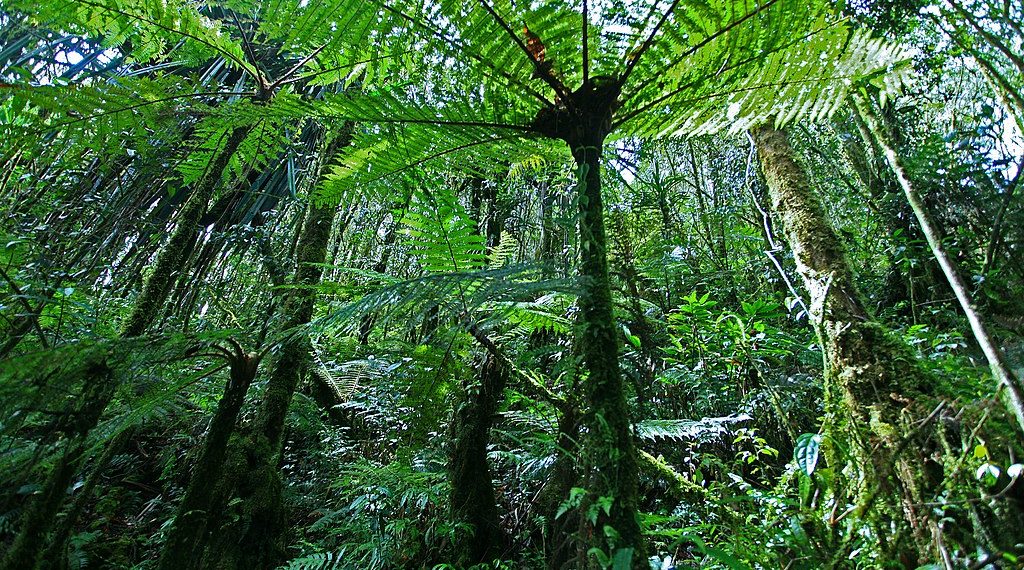 2021 Must Be a Turning Point for Forests. 2020 Data Shows Us Why