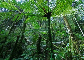 2021 Must Be a Turning Point for Forests. 2020 Data Shows Us Why