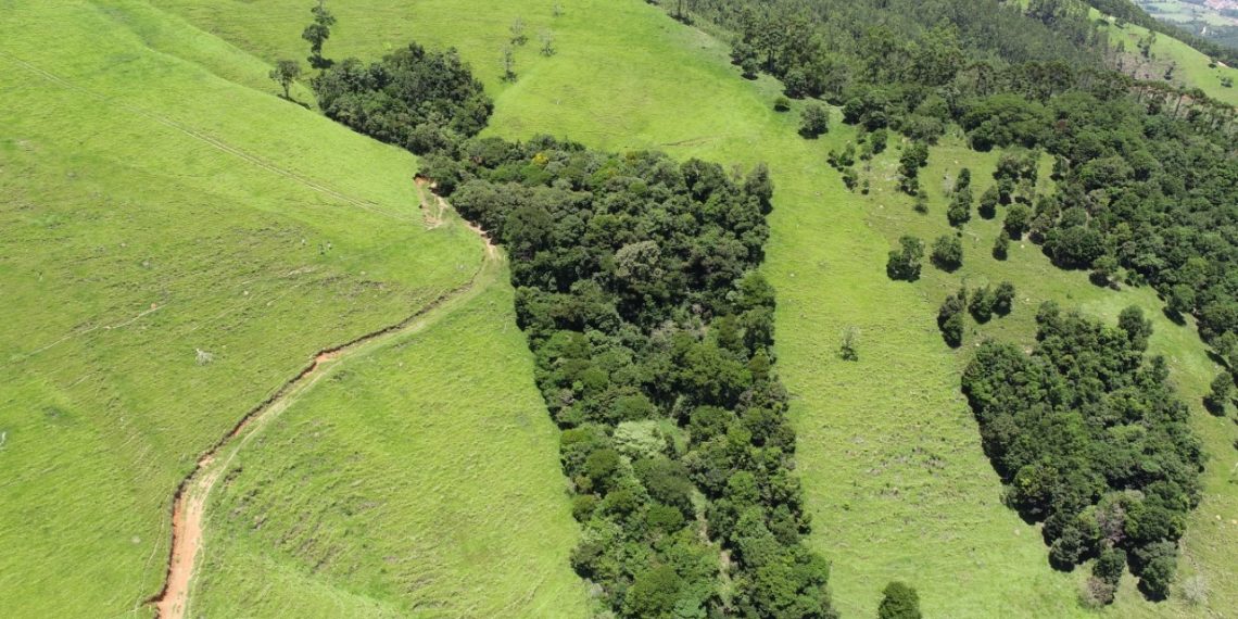 Monitoring Forest Restoration in Brazil