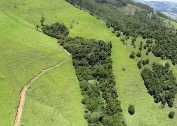 Monitoring Forest Restoration in Brazil
