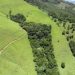 Monitoring Forest Restoration in Brazil