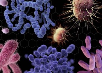 Alert over shortage of new drugs for ‘world’s most dangerous bacteria’   |