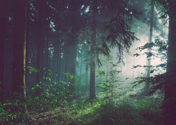 ‘Make or break moment’ for forests |