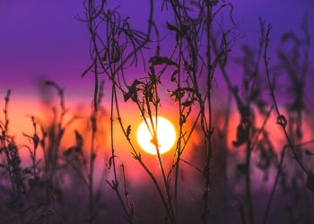 SDGs will address ‘three planetary crises’ harming life on Earth  |