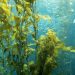 Move over, corn and soybeans: The next biofuel source could be giant sea kelp