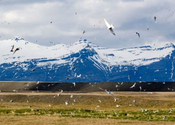 Climate change threatens winged harbinger of spring |